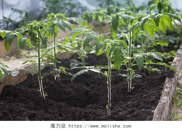 温室大棚里生长的西红柿幼苗